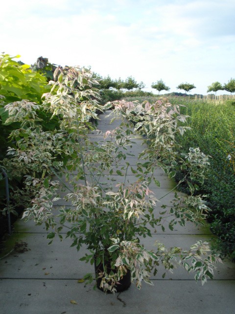 Acer negundo 'Flamingo'